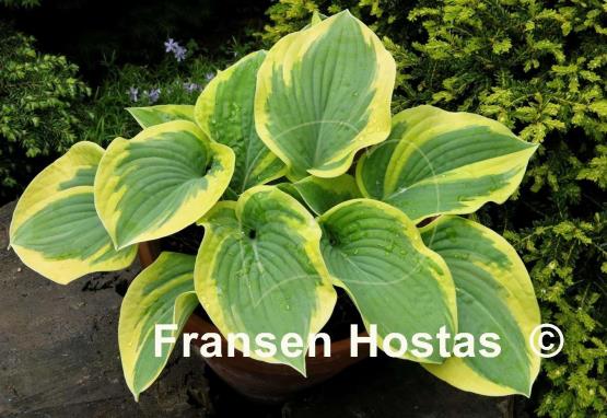 Hosta Little Doll